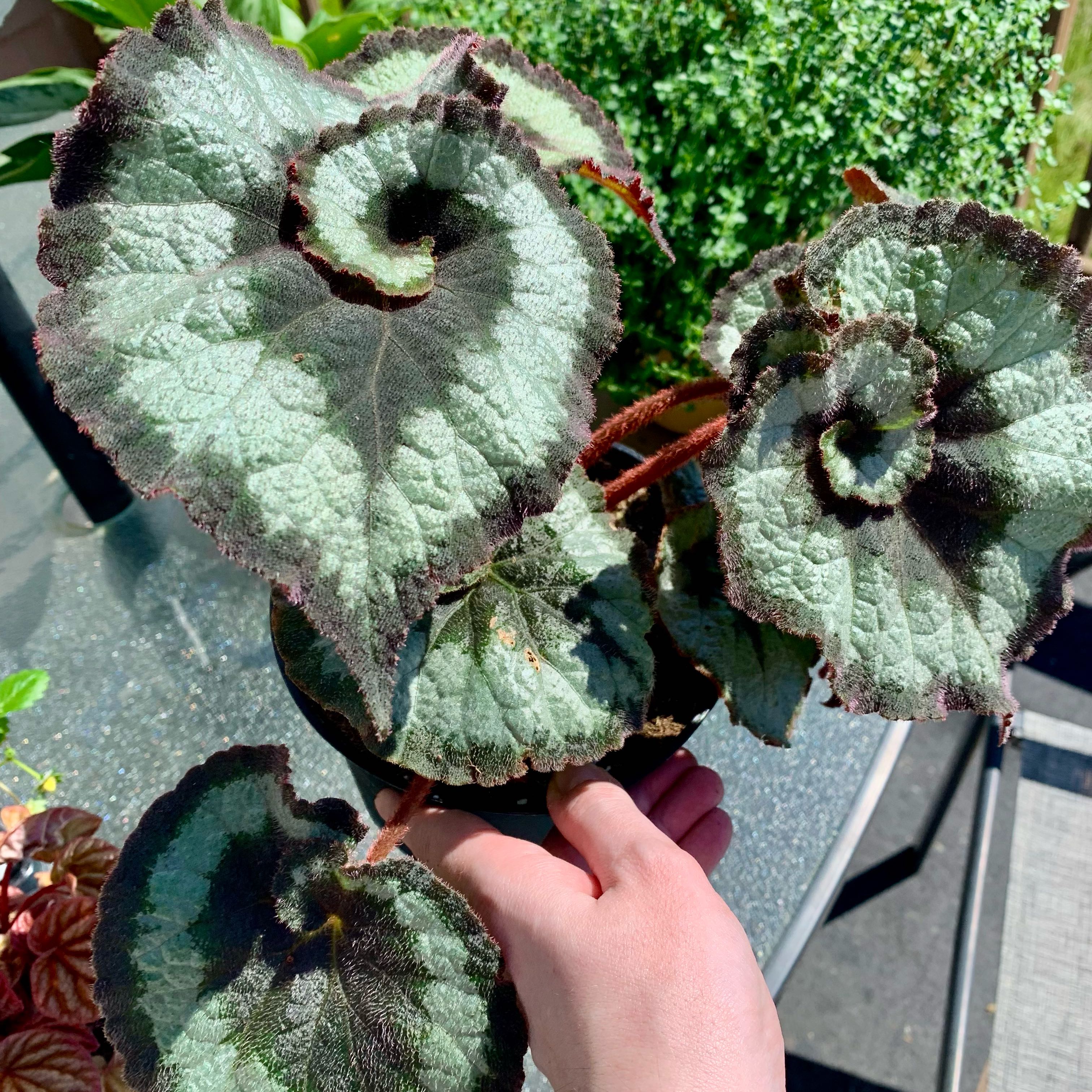 Photo of the plant species Rex Begonia 'Escargot' by @tequilabird named 🪴 on Greg, the plant care app