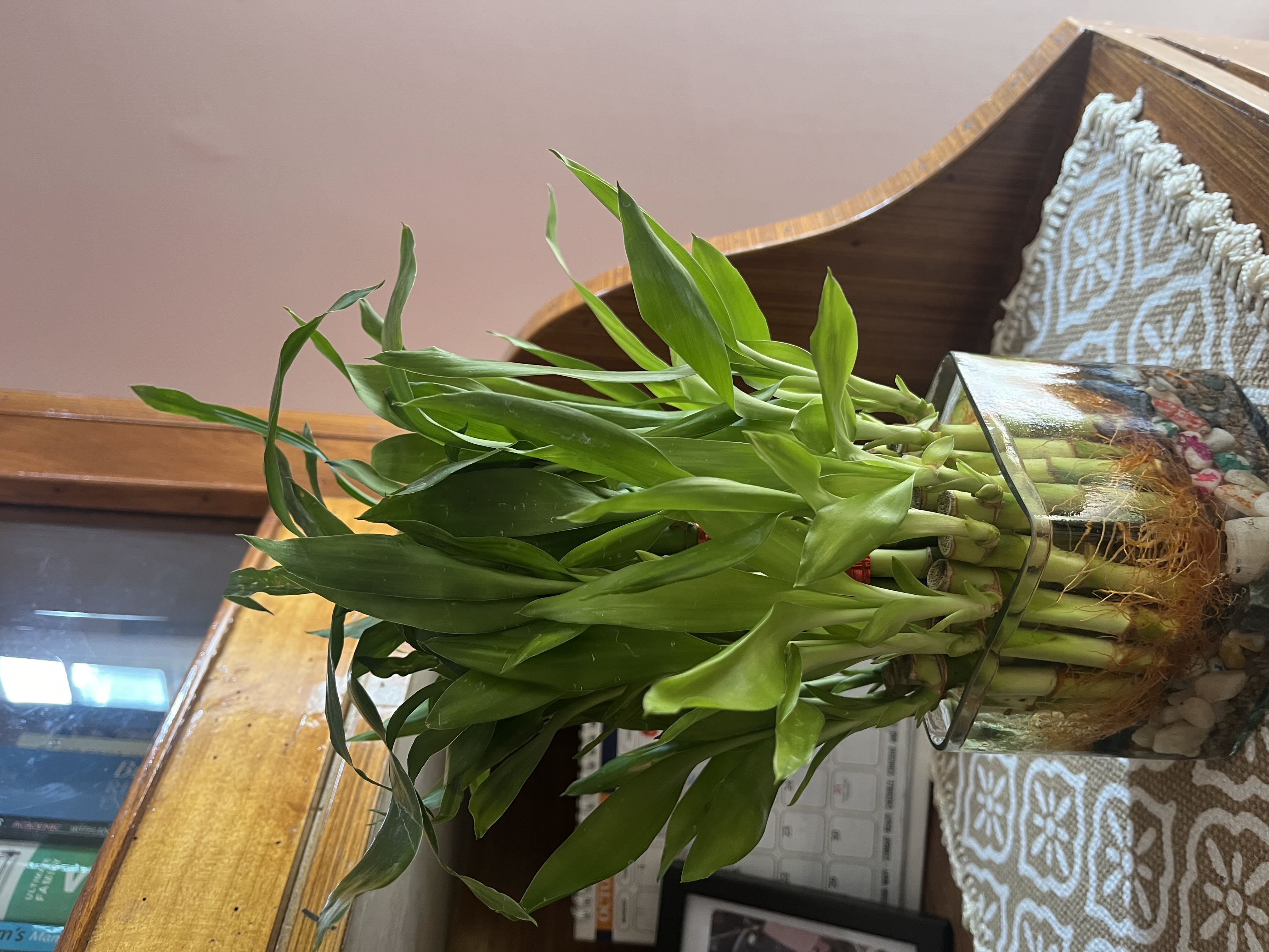 Photo from the post
