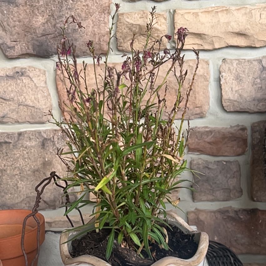 Photo of the plant species Belleza Gaura by @BossGrugrupalm named Rosa on Greg, the plant care app
