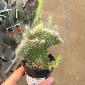 Photo of the plant species Crested Old Man Opuntia by @TryBlackprince named Winston on Greg, the plant care app