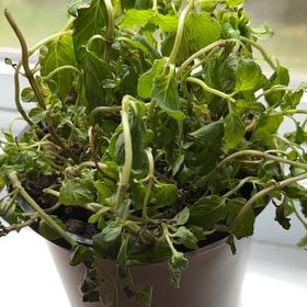 Photo of the plant species Moroccan Mint by @InnocentRuby named Aria on Greg, the plant care app
