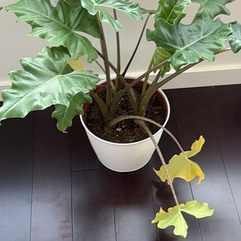 Photo of the plant species Low Rider by @Amesrenee named Planto on Greg, the plant care app