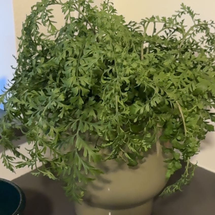 Photo of the plant species Austral Gem Fern by @Amesrenee named Huckleberry Fern on Greg, the plant care app