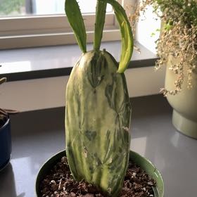 Photo of the plant species Marbled Maverick Cactus by @Amesrenee named Captain Plant-it on Greg, the plant care app