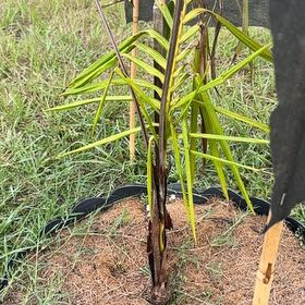 Photo of the plant species Purple King Palm Tree by @StarryMiro90 named Curie on Greg, the plant care app