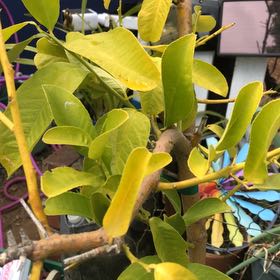 Photo of the plant species Buddha's Hand Citron by @FacileTigersjaw named Xena on Greg, the plant care app