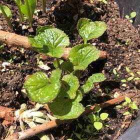 Photo of the plant species Wasabi by @FacileTigersjaw named Harry on Greg, the plant care app