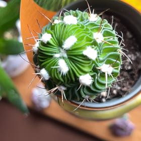 Photo of the plant species Brain Cactus by @GleefulMudpuppy named Robert Plant on Greg, the plant care app