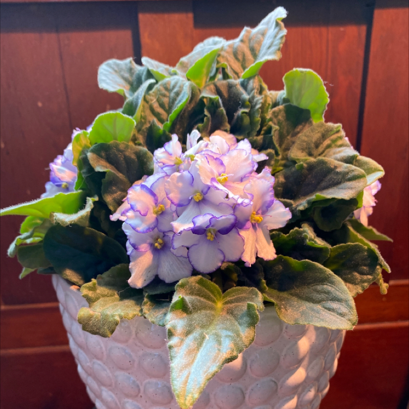 African Violet plant photo by Sharon named Queenie on Greg, the plant care app.