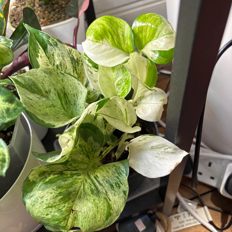 Photo of the plant species Epipremnum 'Happy Leaf' by @KTandTheLeaves named Robert Plant on Greg, the plant care app