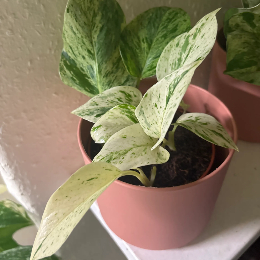 Photo of the plant species Pothos Snow Leopard by @KTandTheLeaves named Zion on Greg, the plant care app