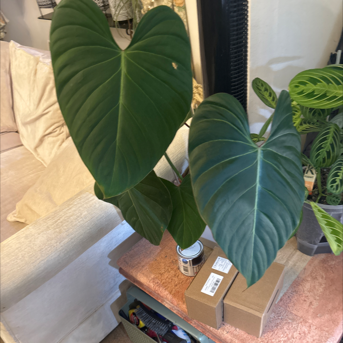 Photo of the plant species Philo Summer Glory by @KTandTheLeaves named Denali on Greg, the plant care app