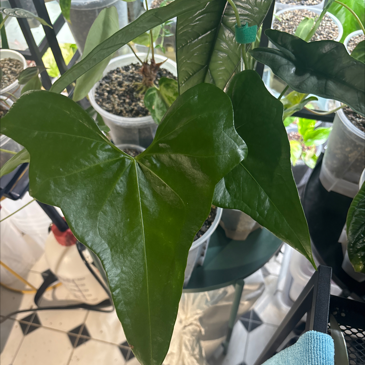 Photo of the plant species anthurium pterodactyl by @KTandTheLeaves named Baesil on Greg, the plant care app