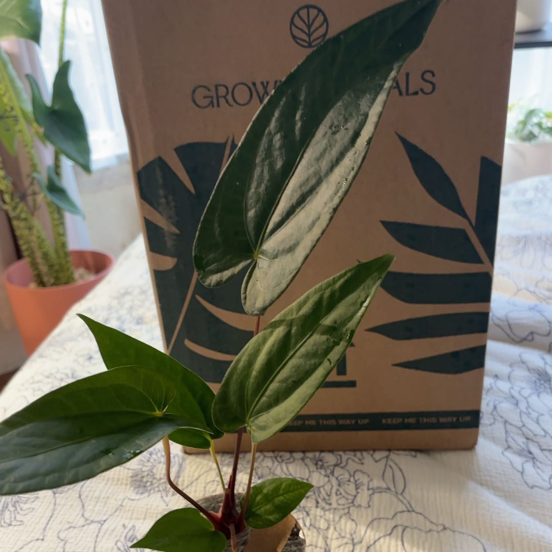 Photo of the plant species Anthurium magnificum x nigrolaminum by @KTandTheLeaves named Zeus on Greg, the plant care app