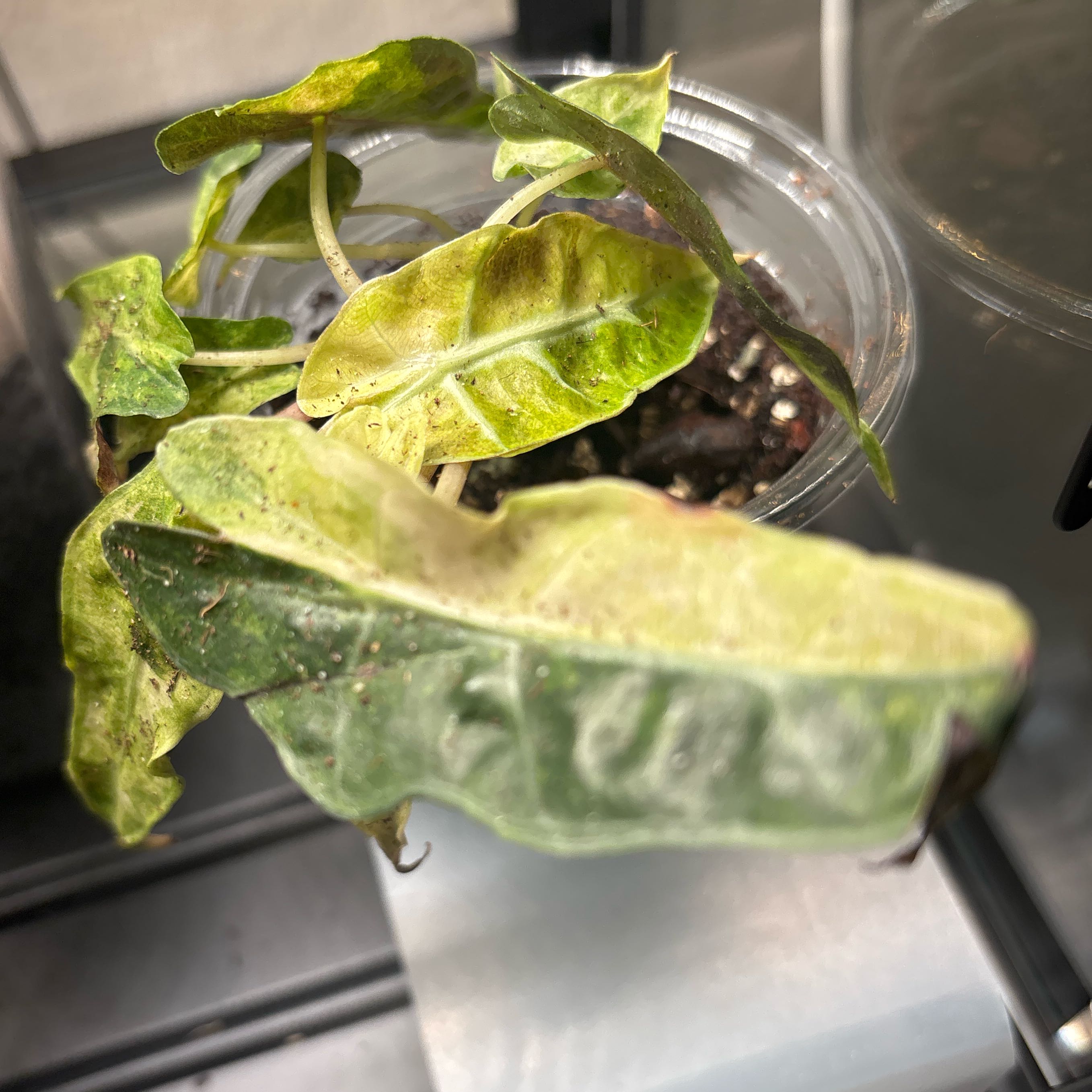 Plant care for Tagetes sp on Greg, the plant care app