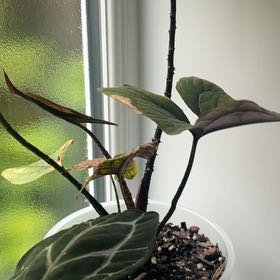 Photo of the plant species Cyrtosperma johnstonii by @KTandTheLeaves named Maya on Greg, the plant care app