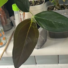Photo of the plant species Anthurium jesusii by @KTandTheLeaves named Rihanna on Greg, the plant care app