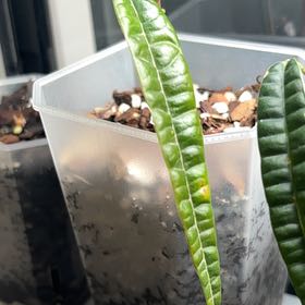 Photo of the plant species Anthurium by @KTandTheLeaves named Bigleef Smalls on Greg, the plant care app