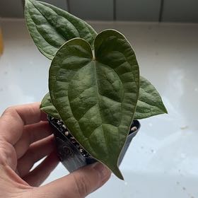 Photo of the plant species Anthurium Luxurians X Silver Blush by @KTandTheLeaves named Elle on Greg, the plant care app
