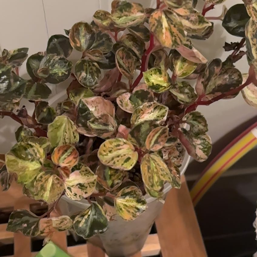 Photo of the plant species Peperomia caperata 'Creme Brulee' by @KTandTheLeaves named Coco on Greg, the plant care app