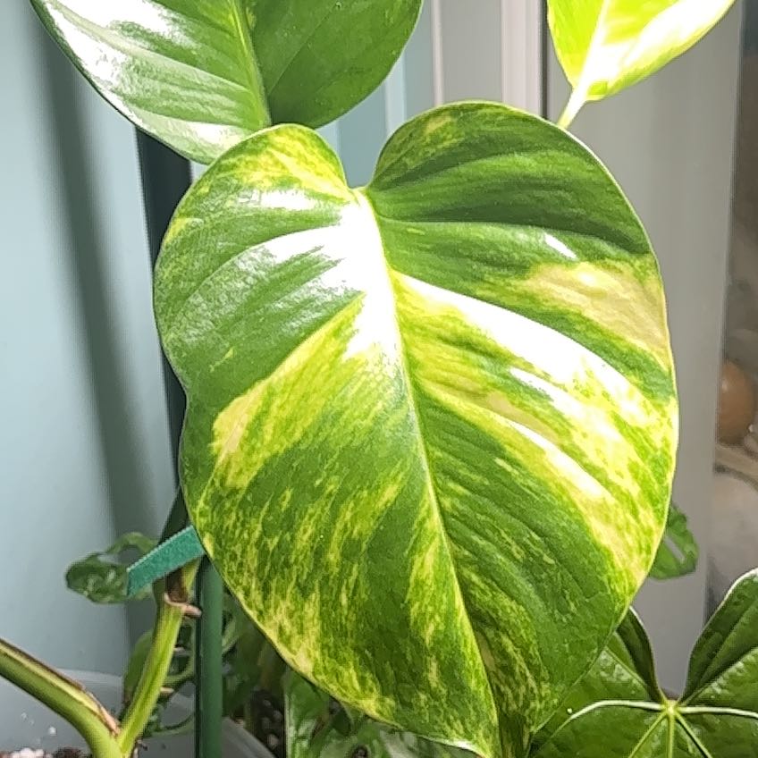 Photo of the plant species Giant Hawaiian pothos by @KTandTheLeaves named Athena on Greg, the plant care app