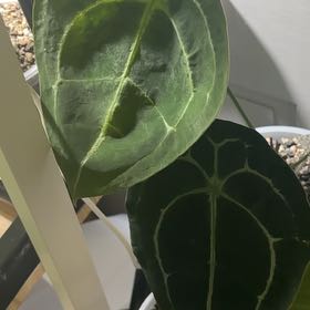 Photo of the plant species Anthurium forgetii by @KTandTheLeaves named Forget x Nigrolaminum on Greg, the plant care app