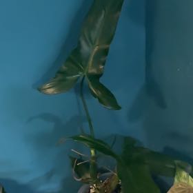 Photo of the plant species Philodendron mexicanum by @KTandTheLeaves named Einstein on Greg, the plant care app