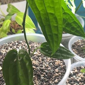 Photo of the plant species Anthurium Limon by @KTandTheLeaves named Kesha on Greg, the plant care app