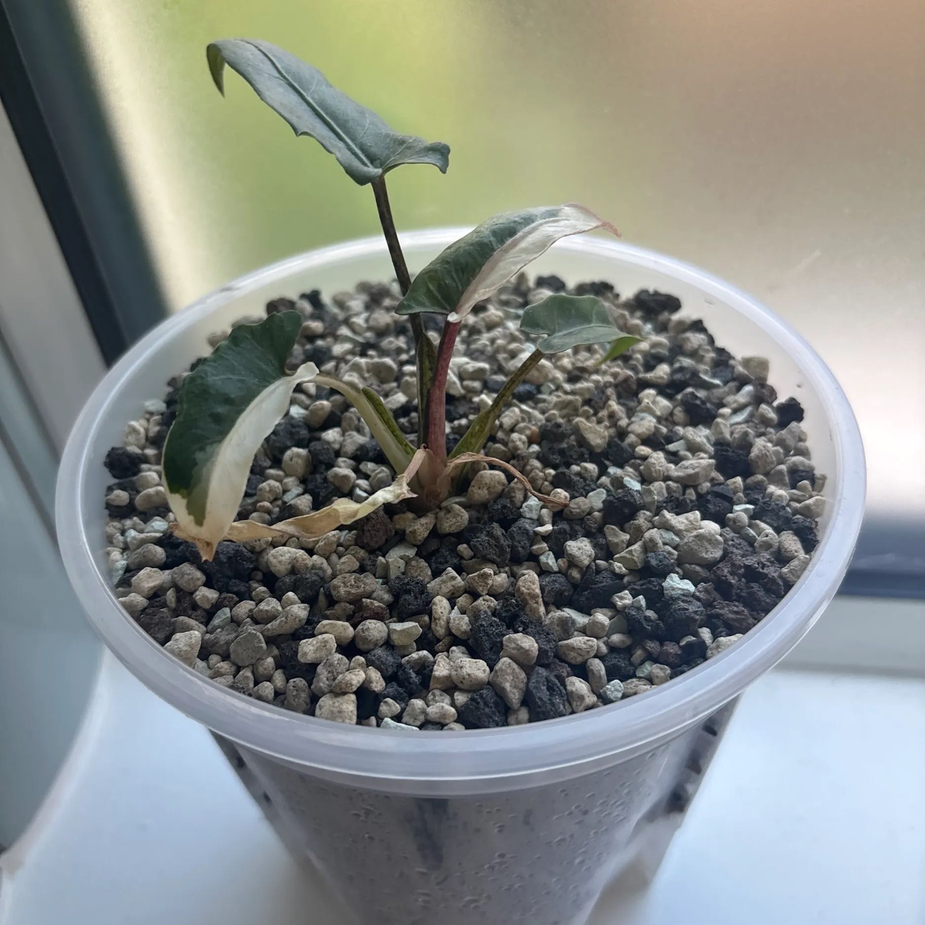 Photo of the plant species Alocasia Lauterbachiana Variegated by @KTandTheLeaves named Homer on Greg, the plant care app