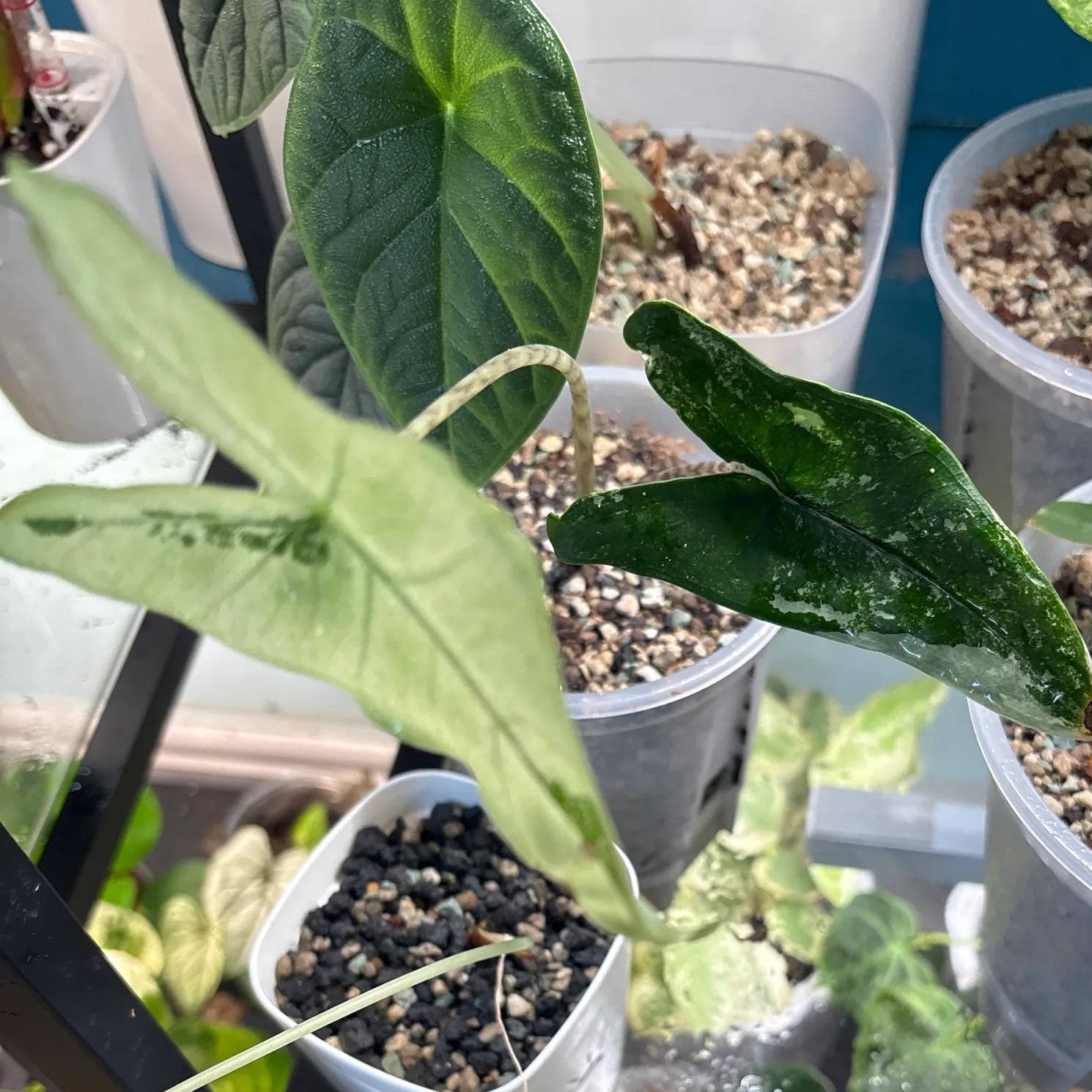 Photo of the plant species Alocasia Tigrina Superba Varigated by @KTandTheLeaves named Remington on Greg, the plant care app