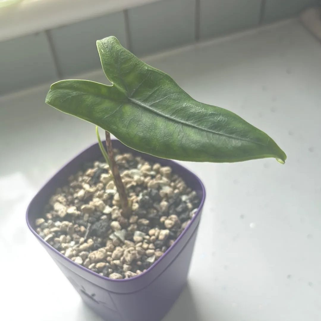 Photo of the plant species Alocasia 'Tigrina Superba' by @KTandTheLeaves named Diana on Greg, the plant care app
