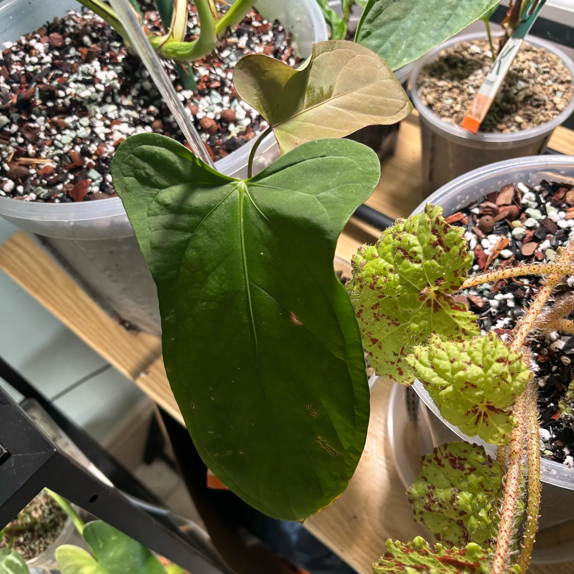 Photo of the plant species Black Anthurium by @KTandTheLeaves named Black Sweet on Greg, the plant care app
