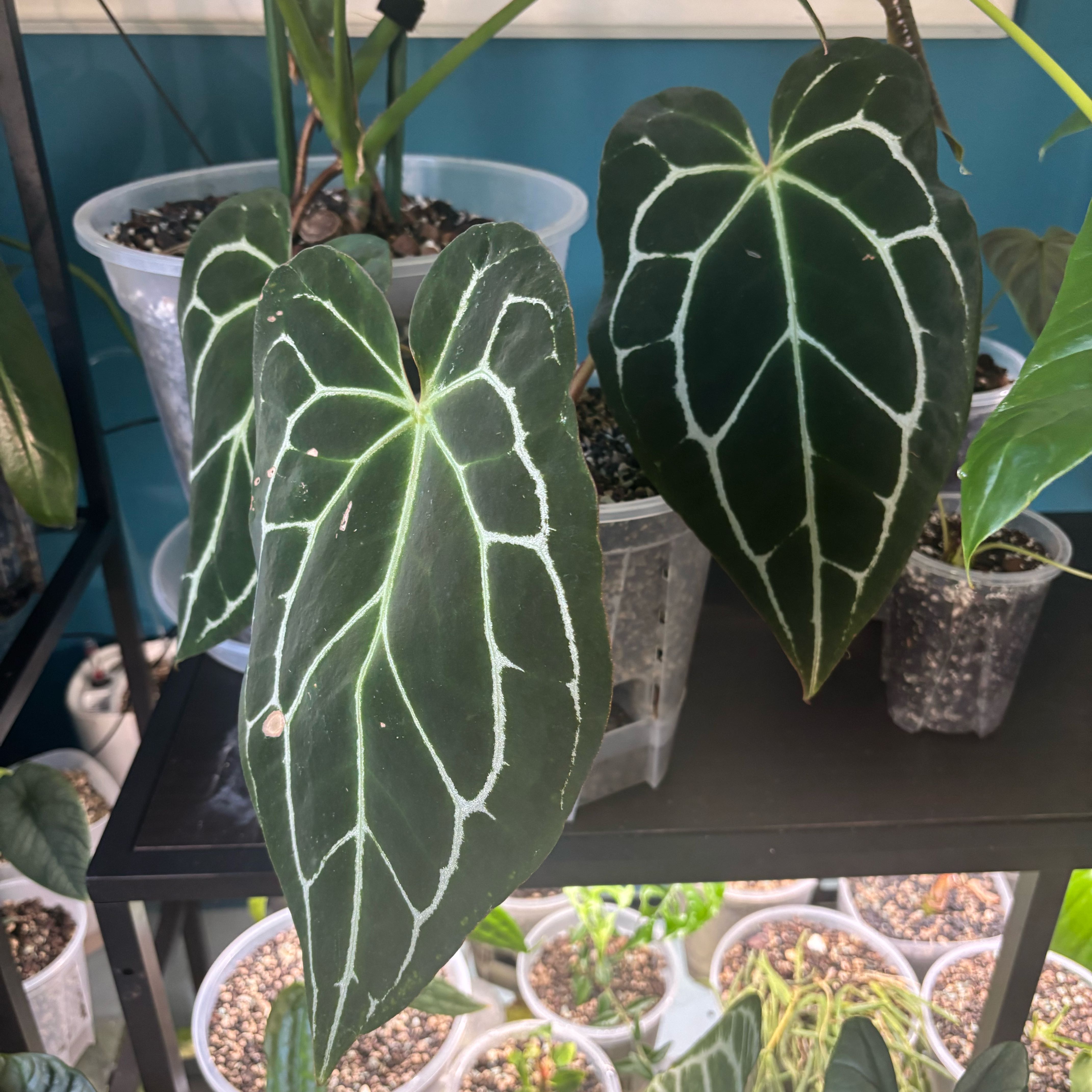 Photo of the plant species Anthurium Crystallinum 'Red' by @KTandTheLeaves named Harmony on Greg, the plant care app