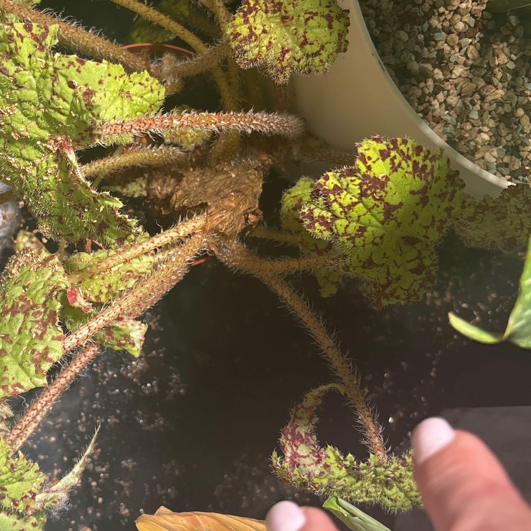 Photo of the plant species Begonia 'Marmaduke' by @KTandTheLeaves named Willow on Greg, the plant care app