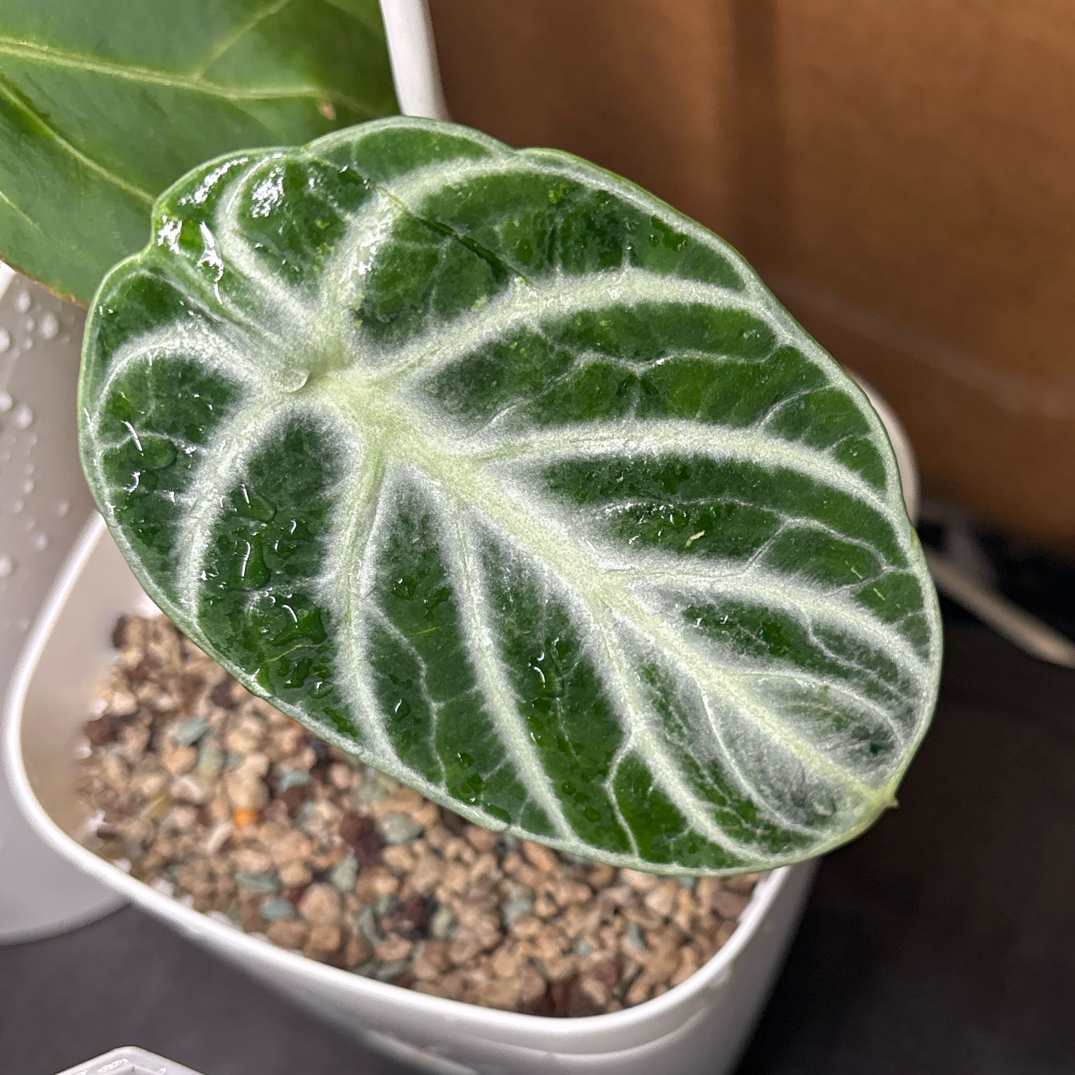 Photo of the plant species alocasia ninja by @KTandTheLeaves named McKinley on Greg, the plant care app