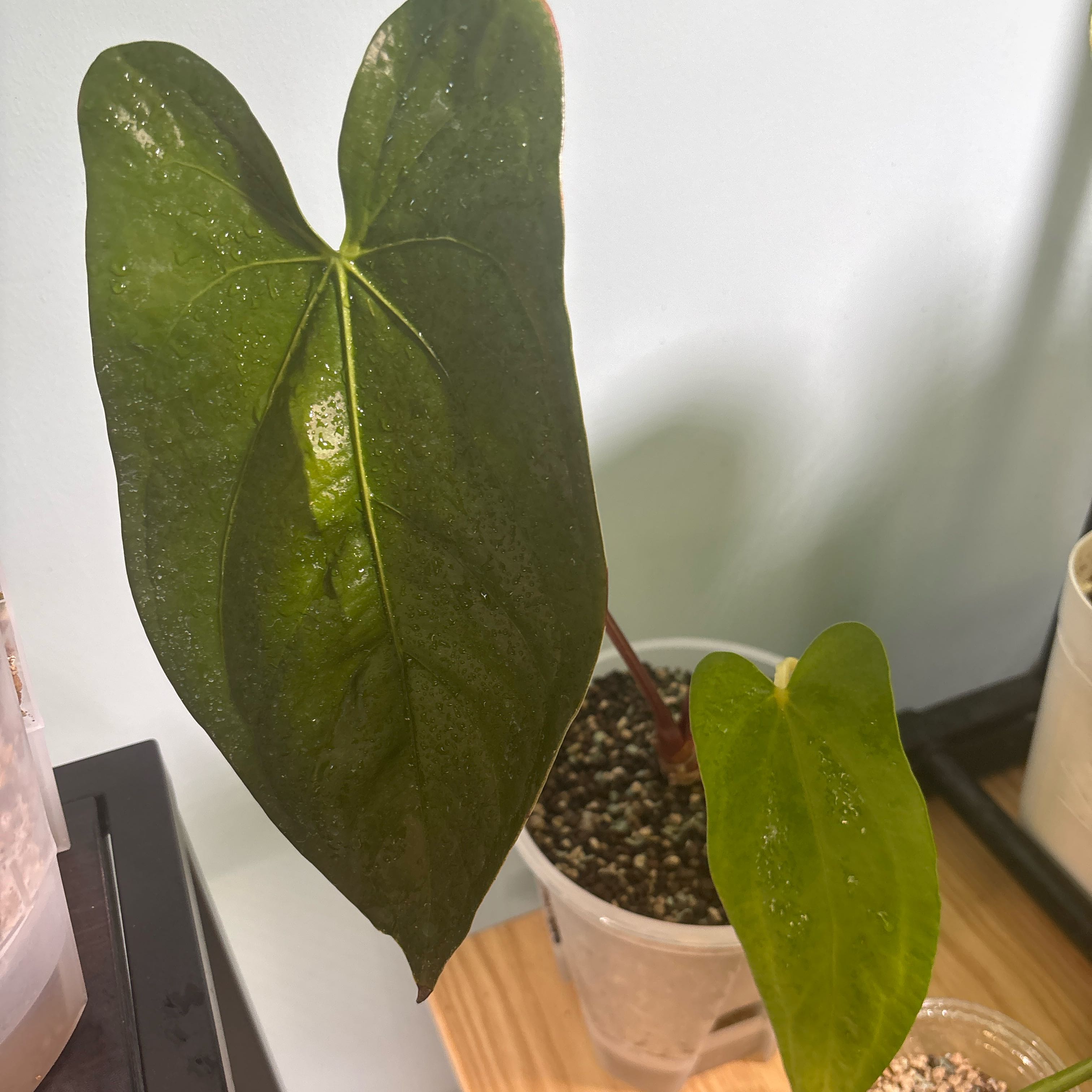 Photo of the plant species Anthurium magnificum x nigrolaminum by @KTandTheLeaves named Achilles on Greg, the plant care app