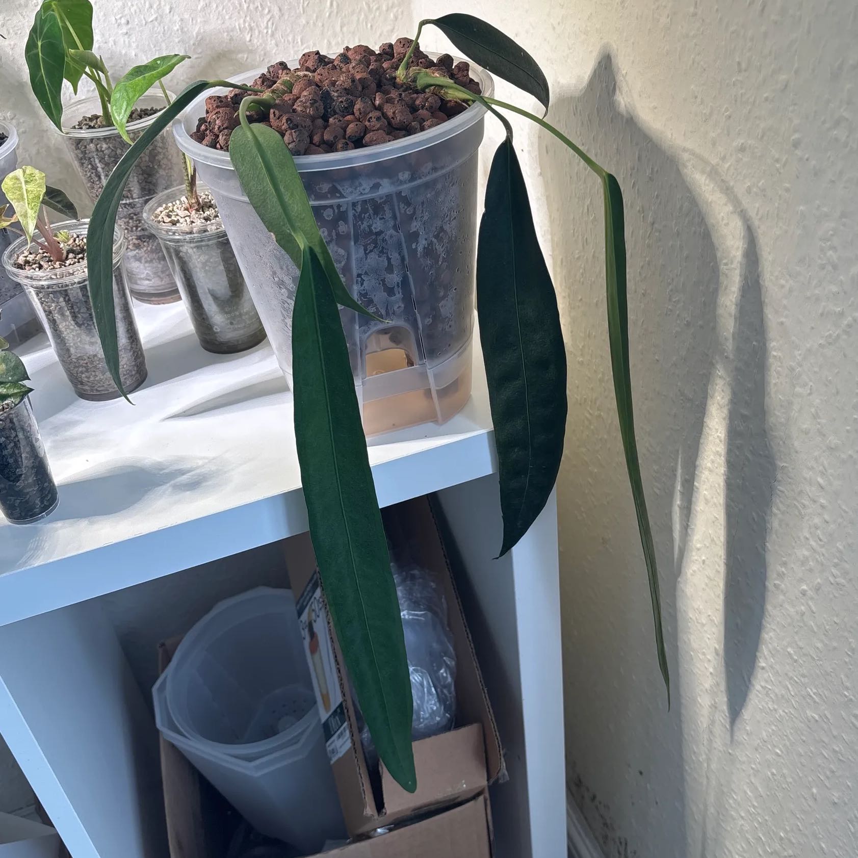 Photo of the plant species Anthurium Wendlingeri by @KTandTheLeaves named Harry on Greg, the plant care app