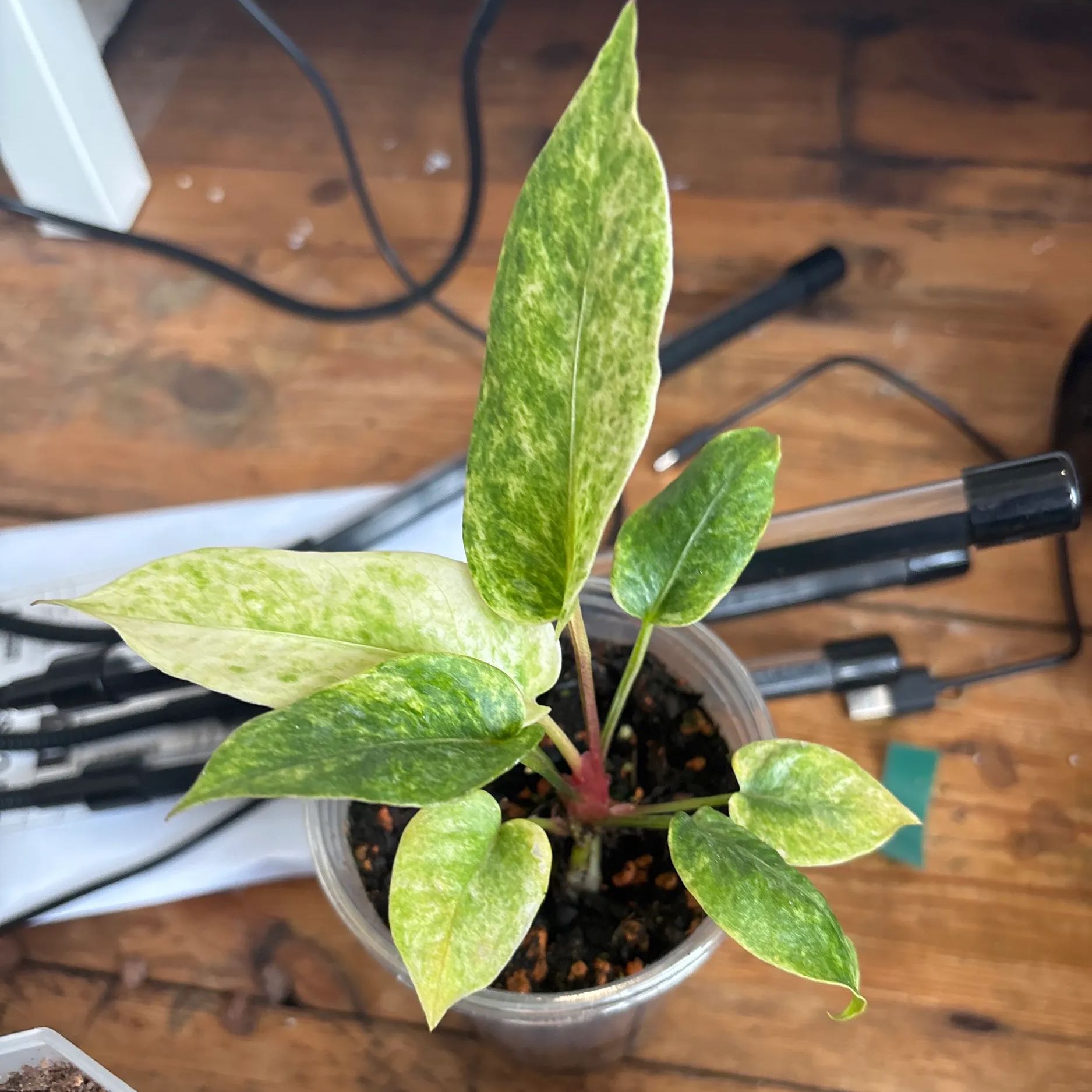 Photo of the plant species Variegated Hookeri by @KTandTheLeaves named Tree Diddy on Greg, the plant care app