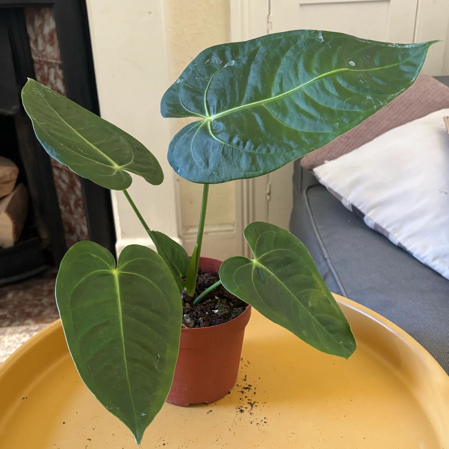 Photo of the plant species Anthurium Villenaorum x Veitchii by @KTandTheLeaves named Orlando Bloom on Greg, the plant care app