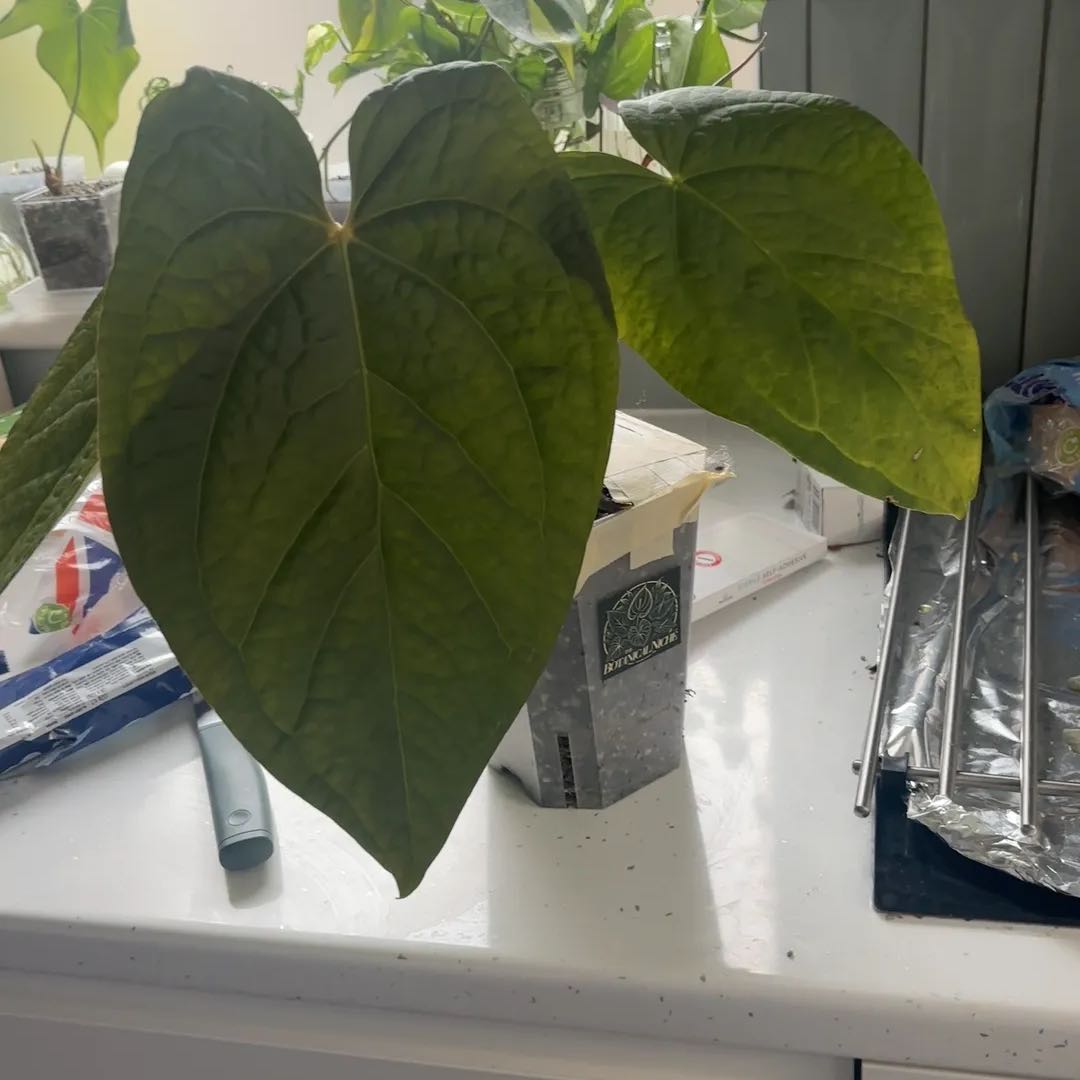 Photo of the plant species Anthurium Hybrid by @KTandTheLeaves named Demi on Greg, the plant care app