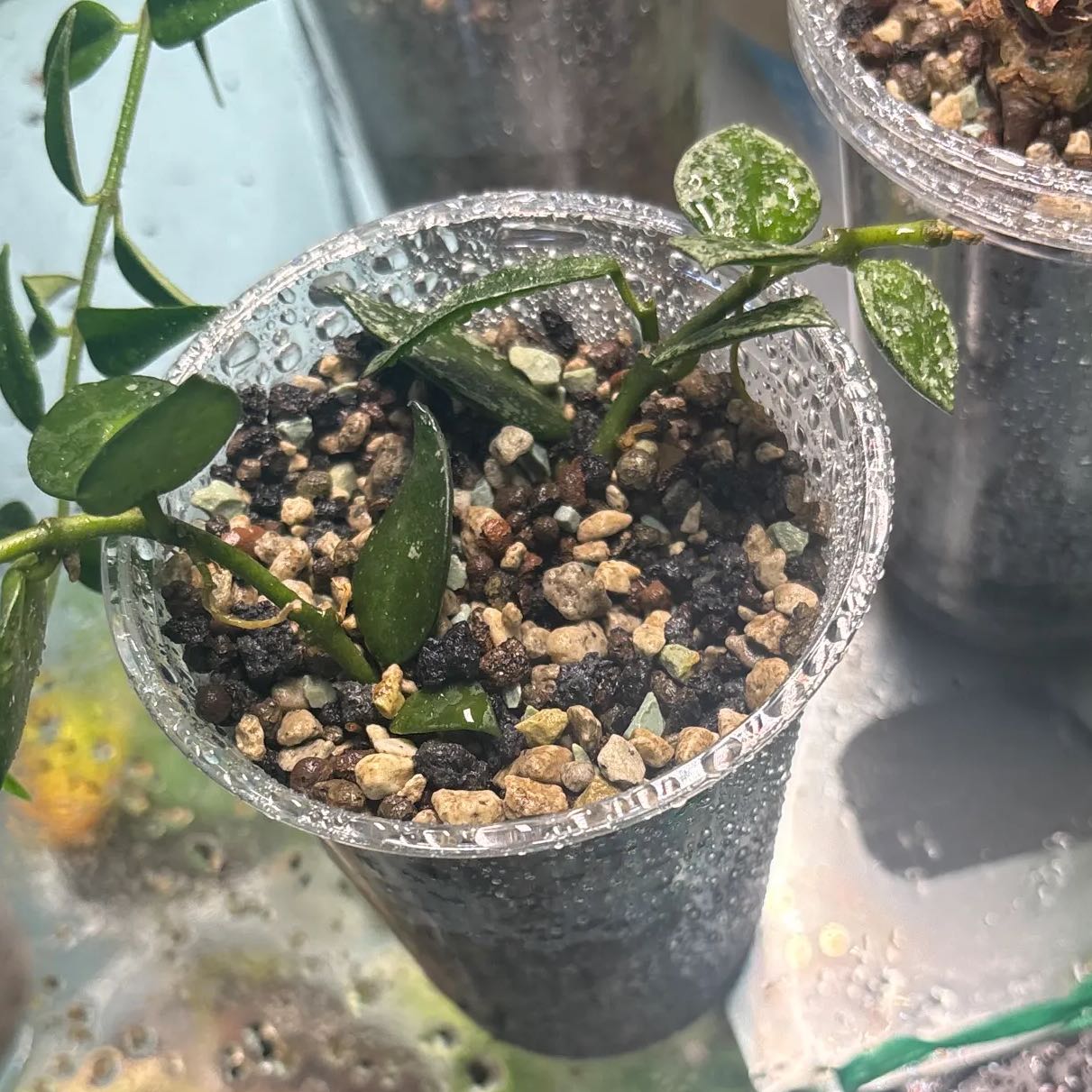 Photo of the plant species Hoya khroniana Silver Splash by @KTandTheLeaves named Fernie Mercury on Greg, the plant care app