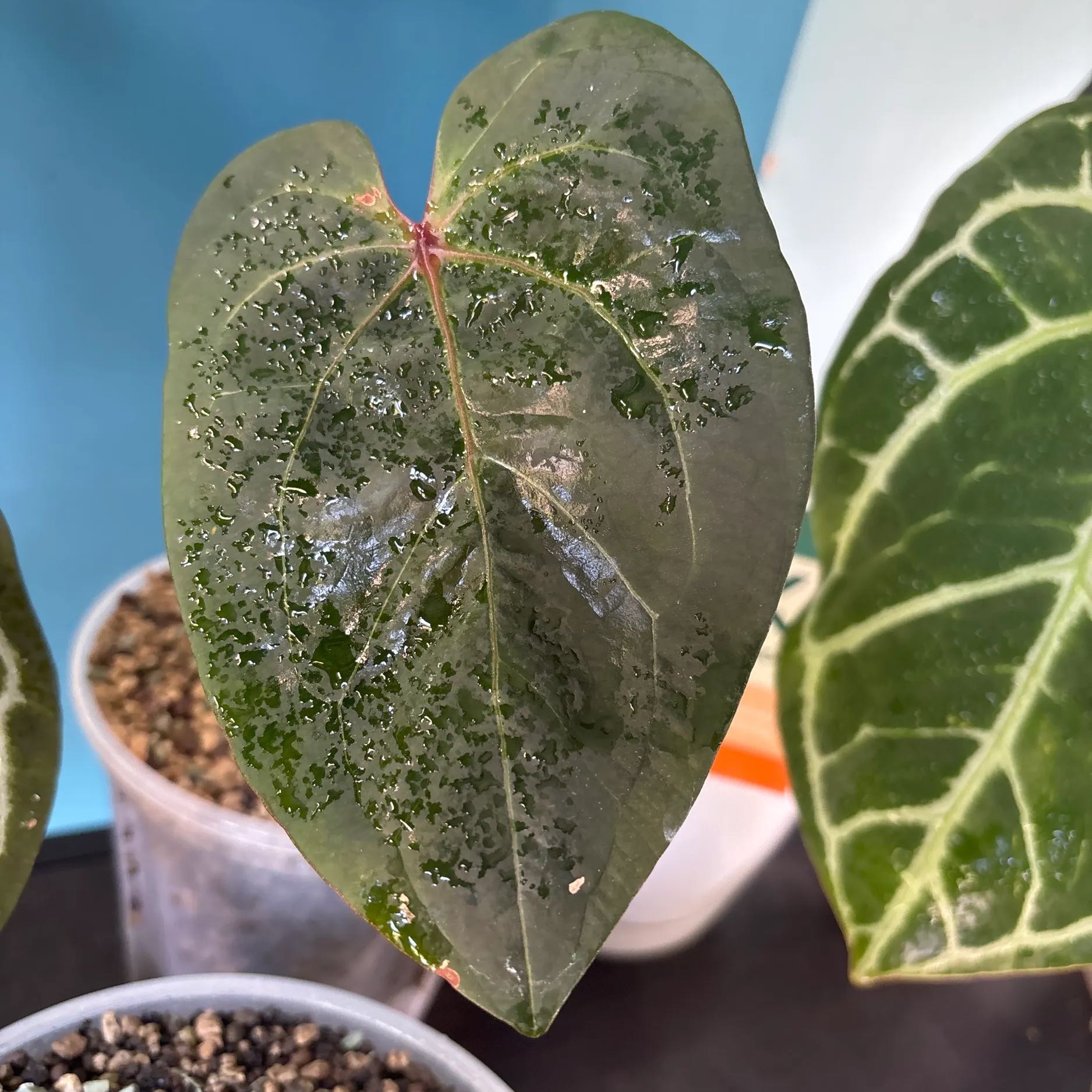 Photo of the plant species Anthurium Blue Papillilaminum x Forgetii Red Spider by @KTandTheLeaves named Foxxy on Greg, the plant care app