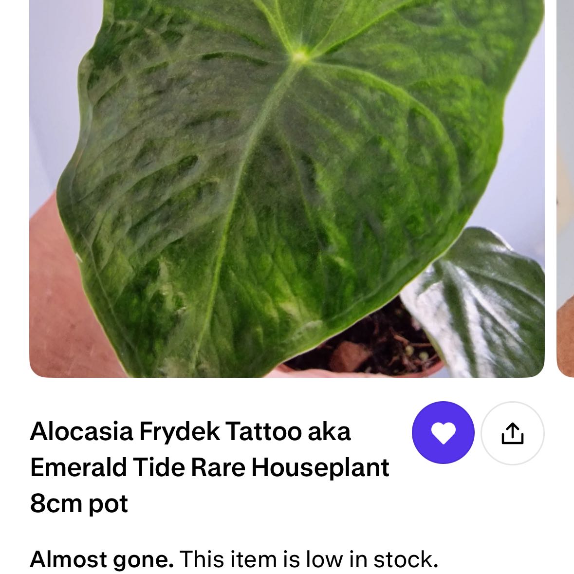 Photo of the plant species Alocasia Frydek Tattoo by @KTandTheLeaves named Homer on Greg, the plant care app