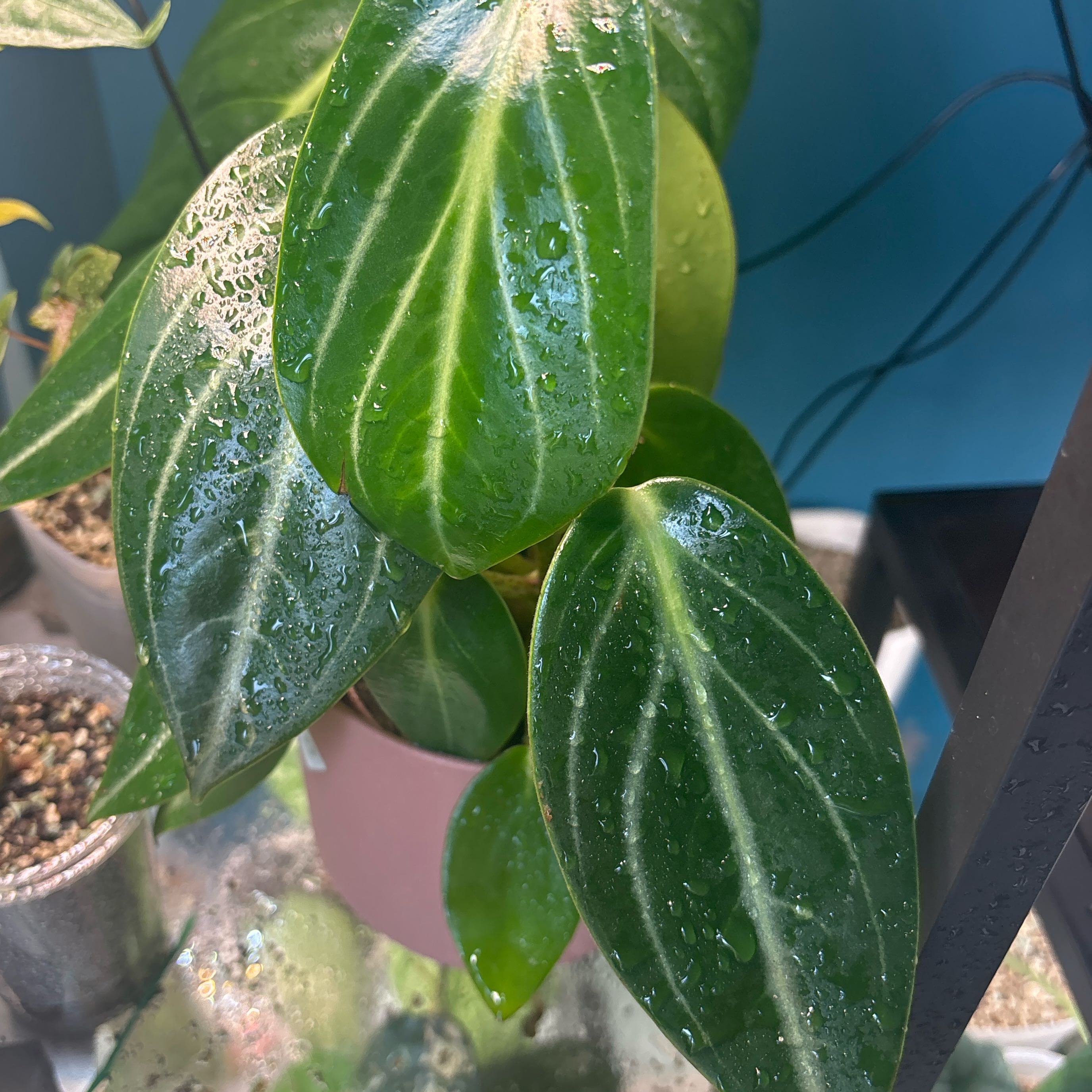 Photo of the plant species Pepperomia Maculosa by @KTandTheLeaves named Harper on Greg, the plant care app