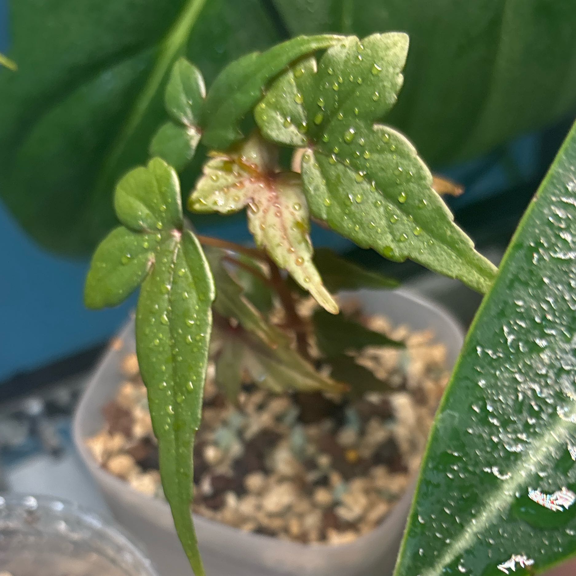 Photo of the plant species maple leaf begonia by @KTandTheLeaves named Dax on Greg, the plant care app