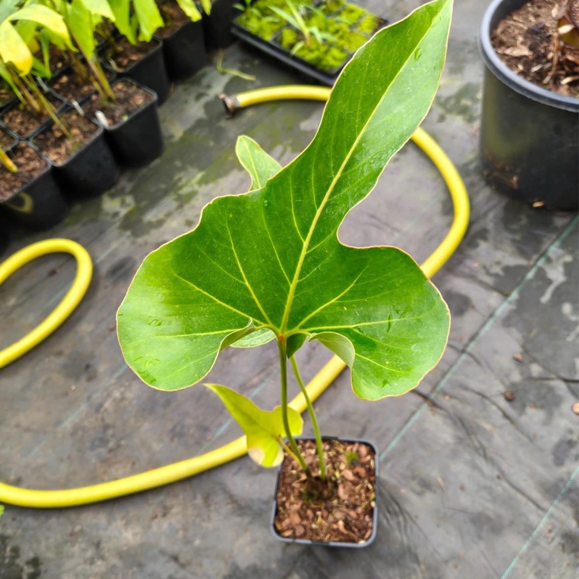 Photo of the plant species brownii by @KTandTheLeaves named Harry on Greg, the plant care app