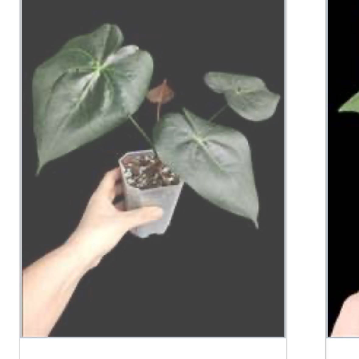 Photo of the plant species Anthurium Clarinervium x Bintang Kejora by @KTandTheLeaves named Tupot amaroot on Greg, the plant care app