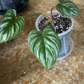 Photo of the plant species Philodendron mamei by @KTandTheLeaves named Khaleesi on Greg, the plant care app