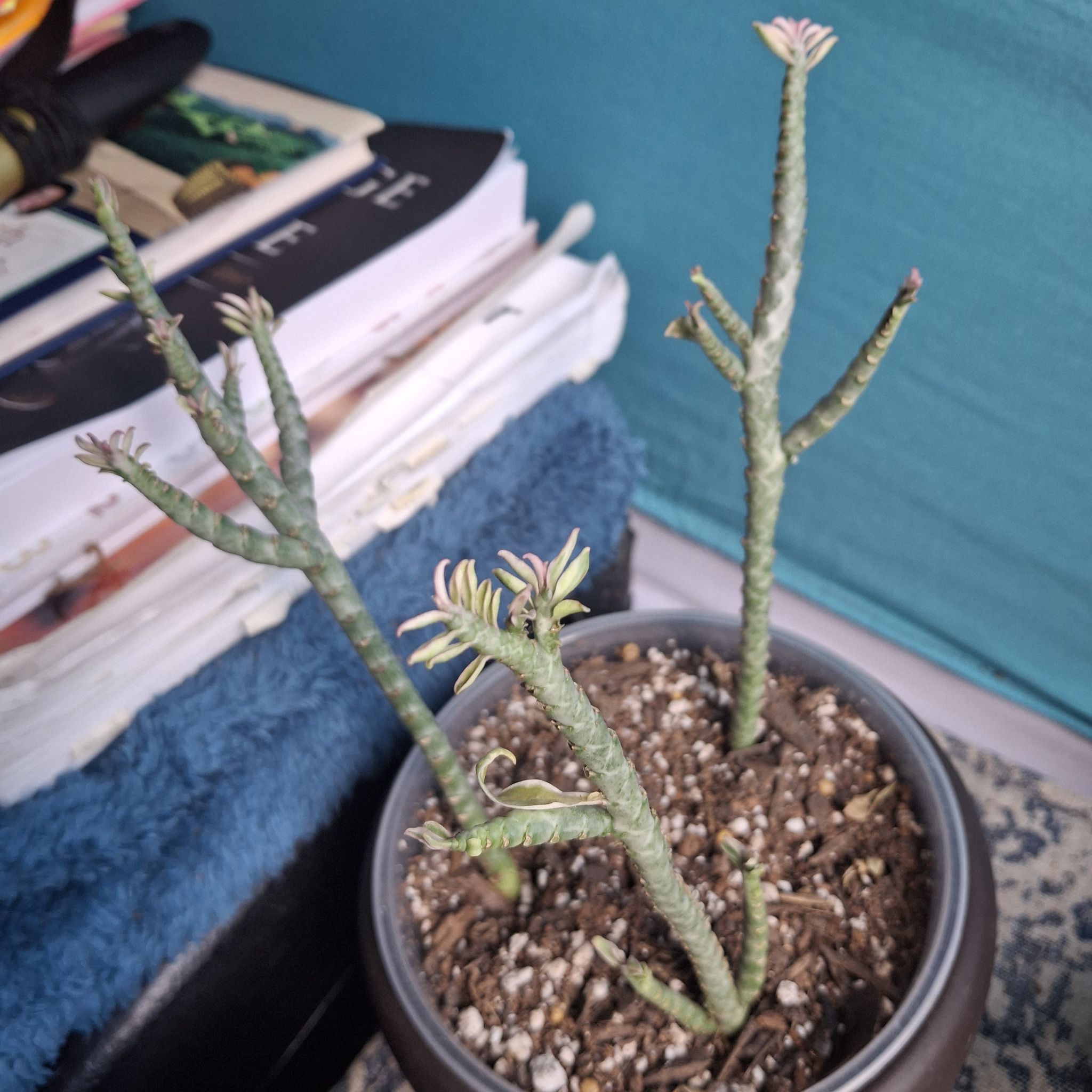 Photo of the plant species devil's backbone by @TimelyTearose named Ol' Scratch on Greg, the plant care app