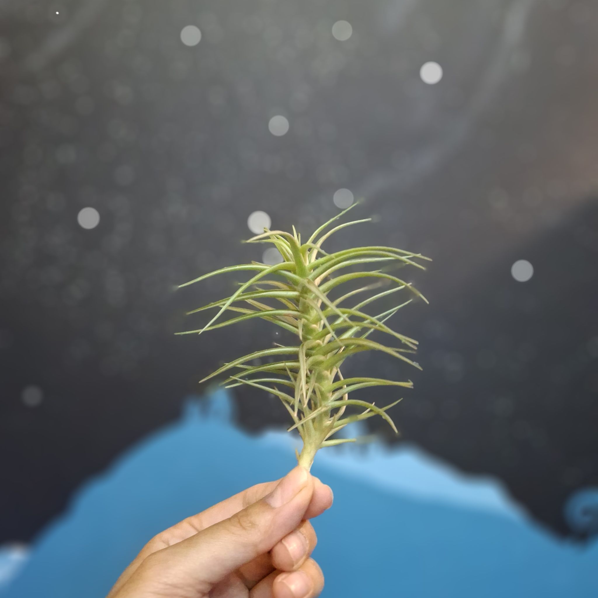 Photo of the plant species Tillandsia albida by @TimelyTearose named Spikes on Greg, the plant care app